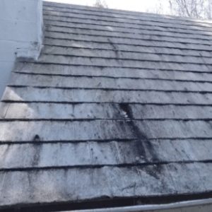 what mold on a roof looks like